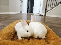 Mini Rex Rabbits for sale in Charlotte, North Carolina. price: $50
