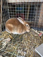 Mini Rex Rabbits for sale in Shelby, North Carolina. price: $40
