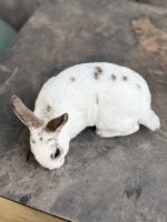 Mini Rex Baby Bunny For Sale