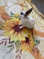 Mini Rex Baby Bunny For Sale