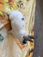 Mini Rex Baby Bunny For Sale