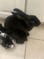 For sale need home immediatley