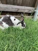 Mini Rex Rabbits for sale in Rowlett, TX, USA. price: $15