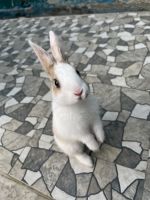 Cute rabbit