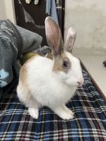 Mini Rex Rabbits for sale in Dehradun, Uttarakhand, India. price: 800 INR