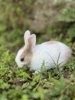 Cute rabbit