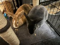 Bonded rabbits