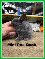 Mini Rex Rabbits for sale in Derwood, MD 20855, USA. price: $80