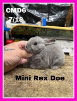 Rabbits for sale
