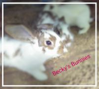 Mini Rex Rabbits Photos