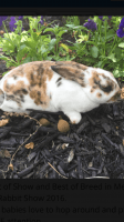 Mini Rex Rabbits Photos