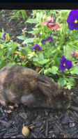 Mini Rex Rabbits for sale in Monroe Township, NJ 08831, USA. price: $30