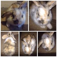 Mini Rex / mini Rex lop baby's