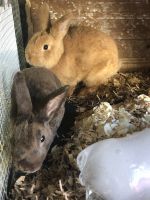 Free Mini Rex Rabbits