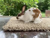 Mini Rex Rabbits