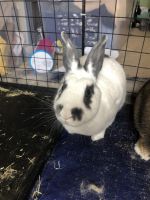 2 Rabbits for sale