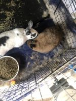 2 Rabbits for sale