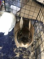 2 Rabbits for sale
