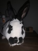 Mini Rex bucks
