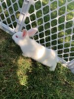 Baby bunnies for sale!