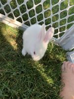 Baby bunnies for sale!