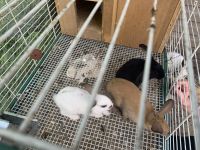 Cute bunnies need a home