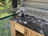 Cute bunnies need a home