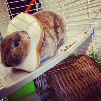 Playful and Energetic Hopper