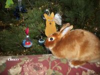 Mini Satin rabbit Rabbits for sale in Northampton County, PA, USA. price: $55