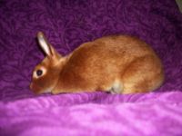 Mini Satin rabbit Rabbits Photos