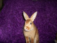 Mini Satin rabbit Rabbits Photos