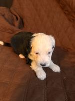 Mini sheepadoodles for sale