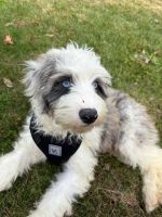 Mini Sheepadoodle