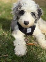 Mini Sheepadoodle