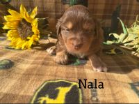 Miniature Australian Shepherd Puppies for sale in Central Texas, TX, USA. price: $1,000
