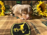 Miniature Australian Shepherd Puppies for sale in Central Texas, TX, USA. price: $1,200