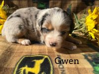 Miniature Australian Shepherd Puppies for sale in Central Texas, TX, USA. price: $1,300