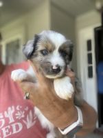 Miniature Australian Shepherd Puppies for sale in Evans, GA, USA. price: $600