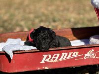 Miniature Australian Shepherd Puppies for sale in Texarkana, TX, USA. price: $1,100