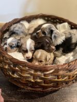 Miniature Australian Shepherd Puppies for sale in Dayton, Washington. price: NA
