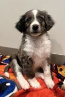 Miniature Australian Shepherd Puppies for sale in Evans, GA, USA. price: $700