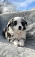 Miniature Australian Shepherd Puppies for sale in Tollesboro, Kentucky. price: $800