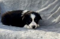 Miniature Australian Shepherd Puppies for sale in Tollesboro, Kentucky. price: $400