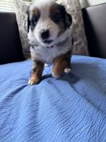 Miniature Australian Shepherd Puppies for sale in Jacksonville, Florida. price: NA