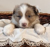 Miniature Australian Shepherd Puppies for sale in Hotchkiss, CO, USA. price: $2,000