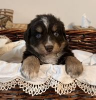 Miniature Australian Shepherd Puppies for sale in Hotchkiss, CO, USA. price: $1,500