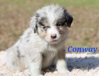 Miniature Australian Shepherd Puppies for sale in Hot Springs, Arkansas. price: $600