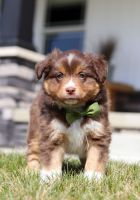 Miniature Australian Shepherd Puppies for sale in Silver Spring, Maryland. price: $700