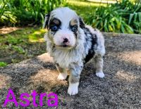 Miniature Australian Shepherd Puppies for sale in Texarkana, Texas. price: $1,100