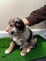 Miniature Australian Shepherd Puppies for sale in Princeton, New Jersey. price: $2,500